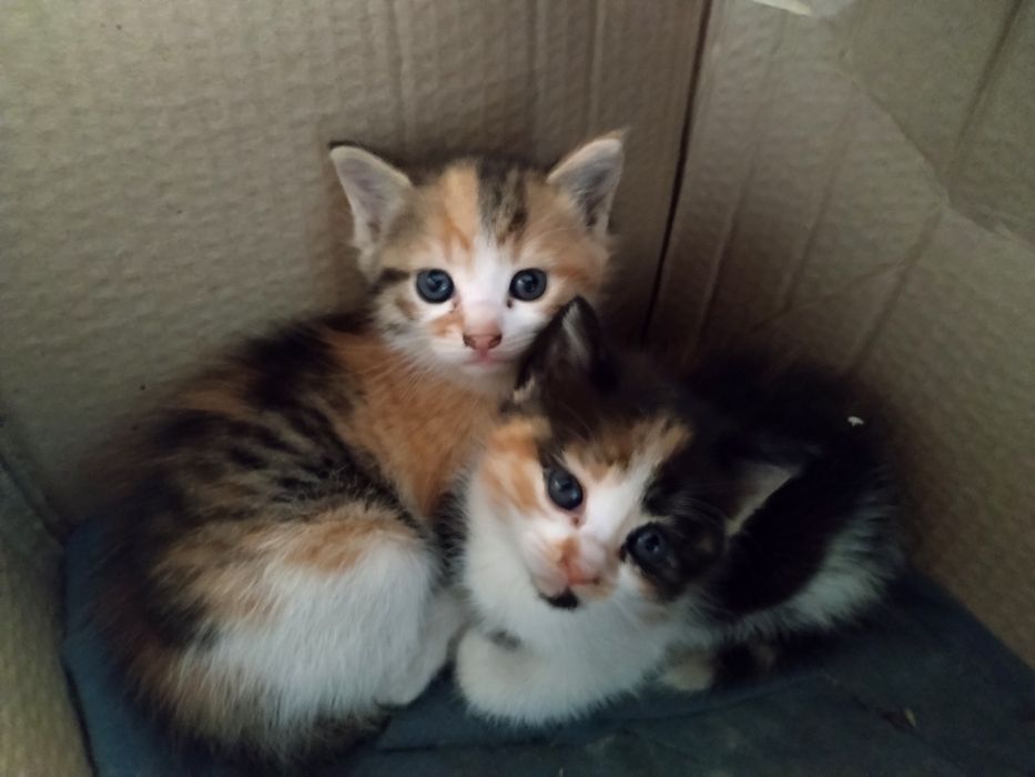 Подарявам котета
