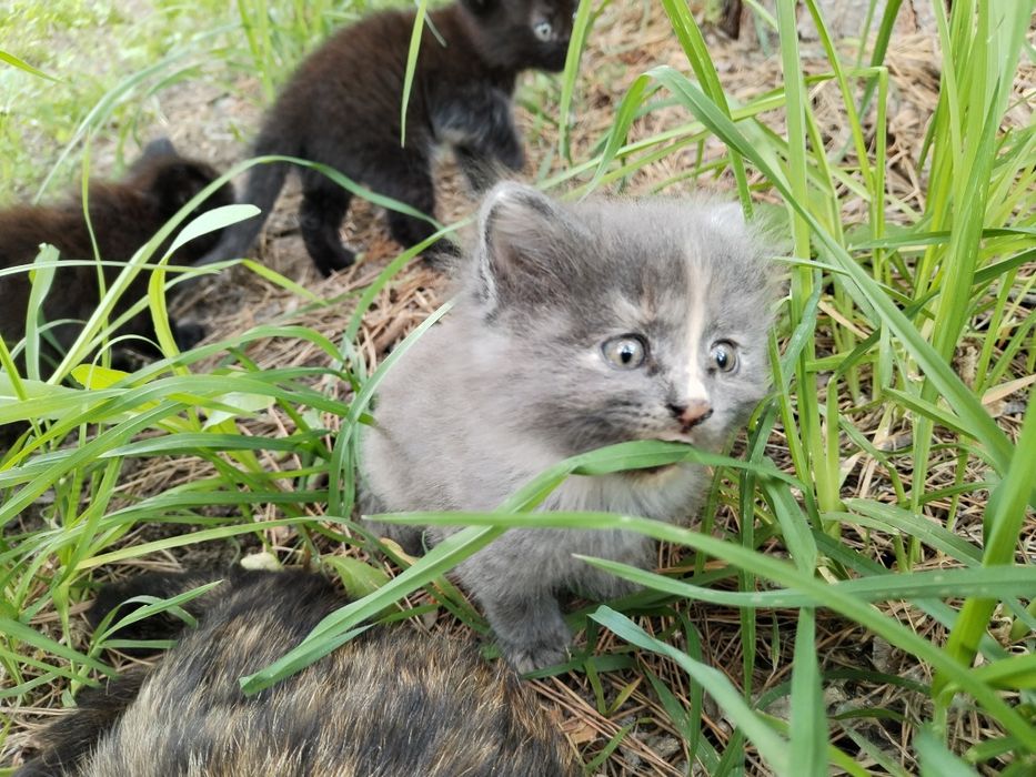 Отдам котят, крысоловы
