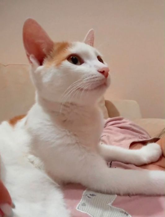 Отдам даром в хорошие руки котёнка