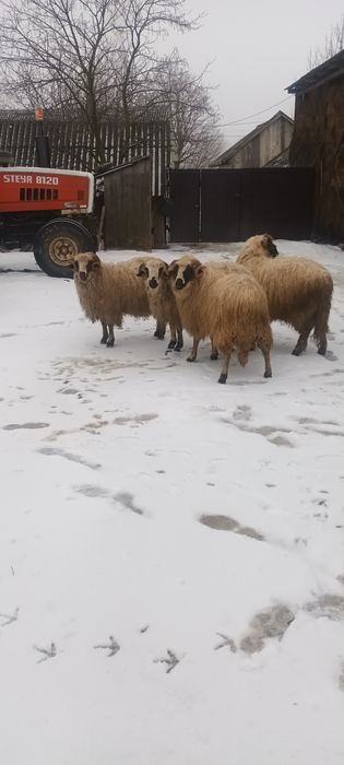 Vand mioare  de anul trecut