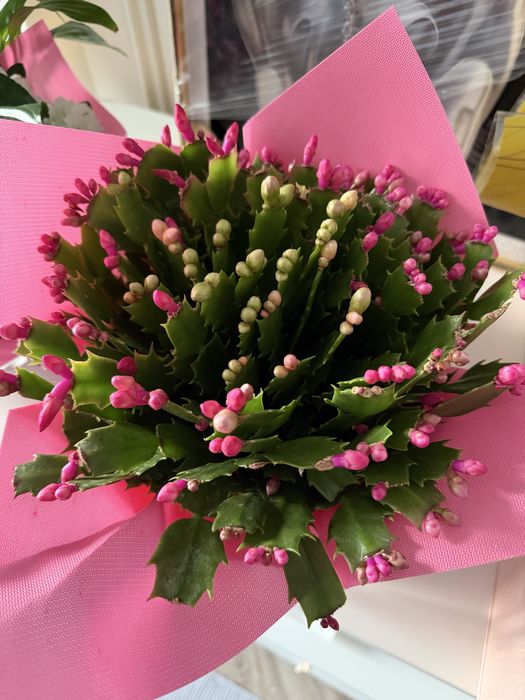 Срочно горшоктағы гүлдер сатылады, 3 гүл