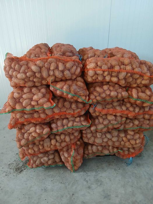 Cartofi consum si samanta