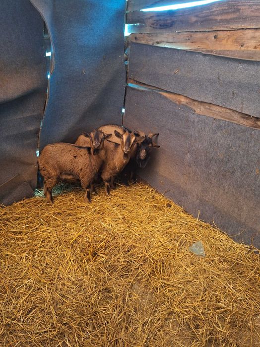 Capre pitici de vanzare!