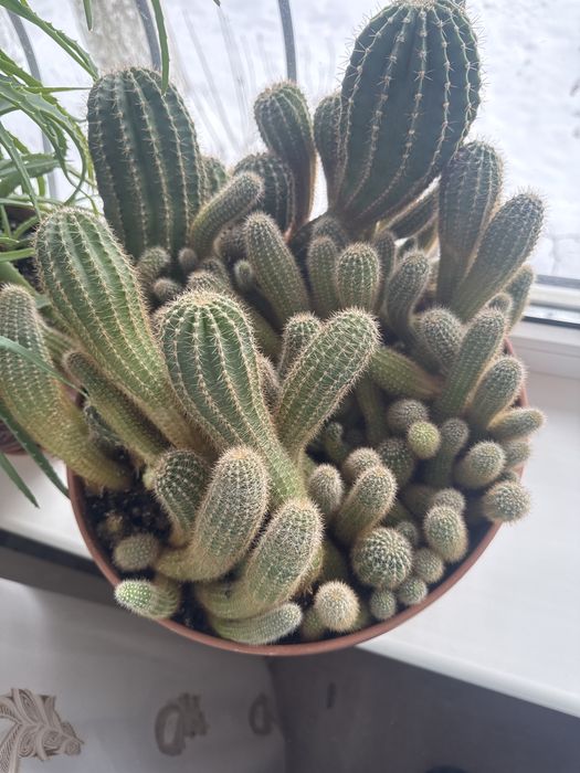 Продаю комнатные растения