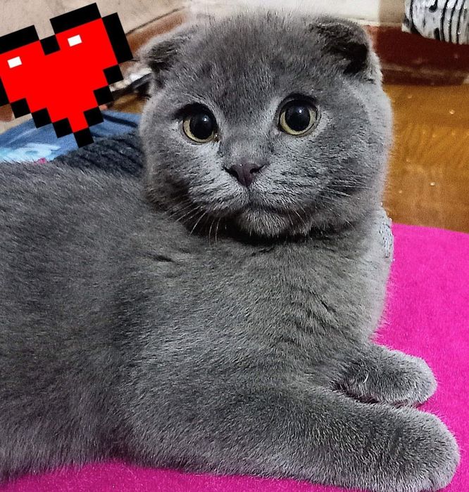 Ищем кошечку для вязки