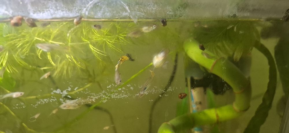 Гупи микс  (Ендлер)