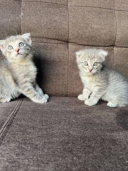 Любимые кошечки мои