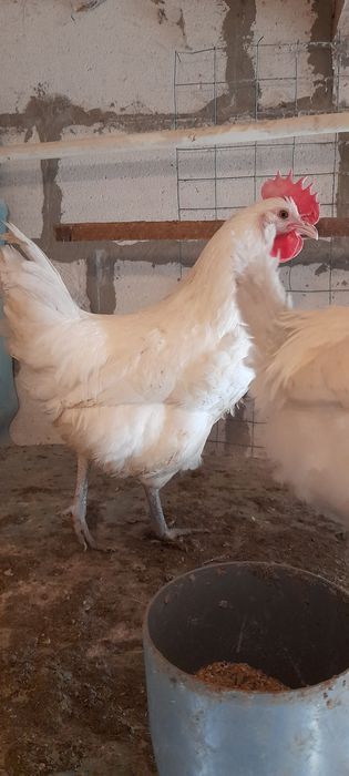 Vand cocosi La bresse