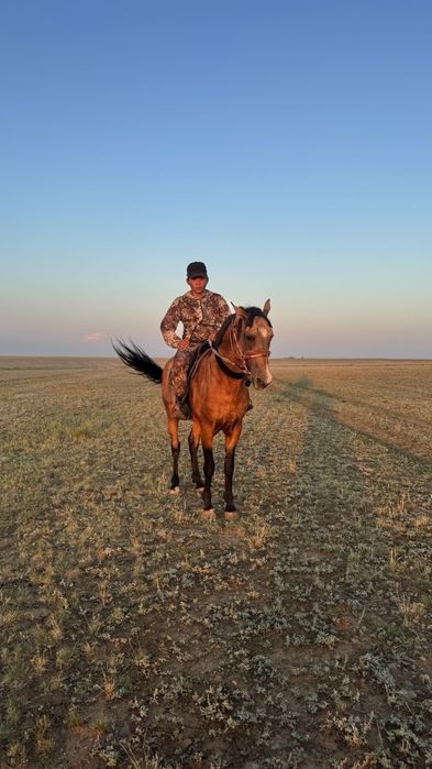 Продам айгыр хороший