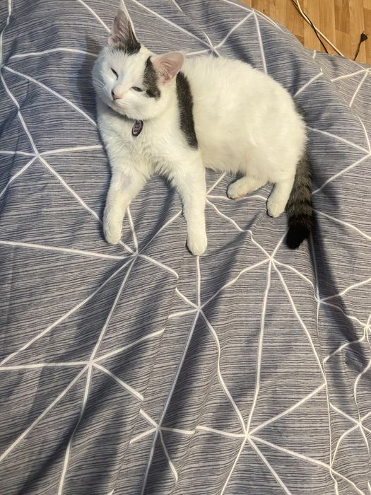 Пропал белый кот