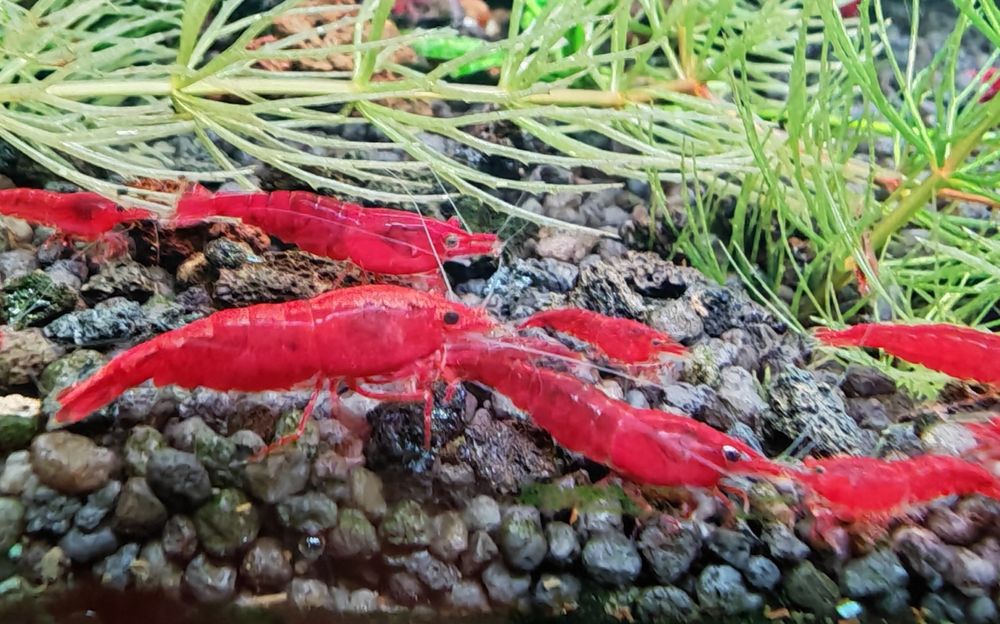 Creveti Bloody Mary Crystal Red Blue Velvet Dream Yellow