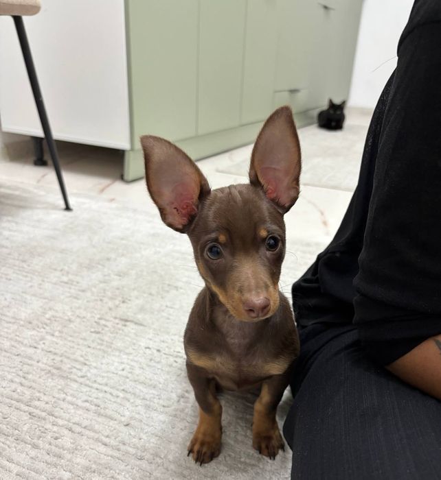 Той - терьер русский мини