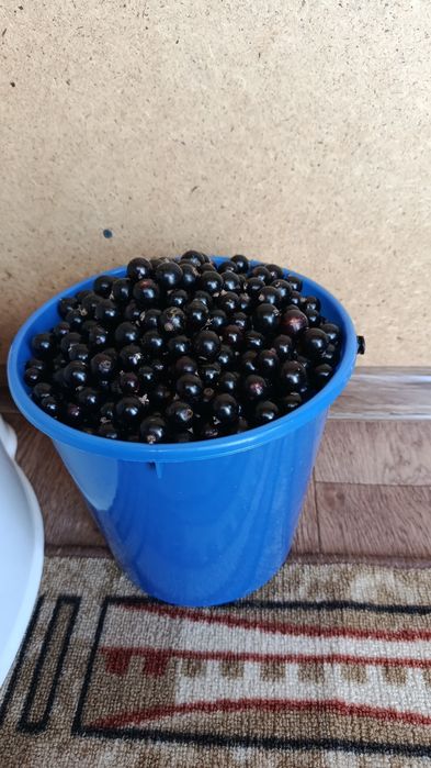 Черная смородина