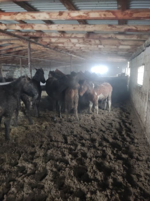 Тай лошадь бордақы