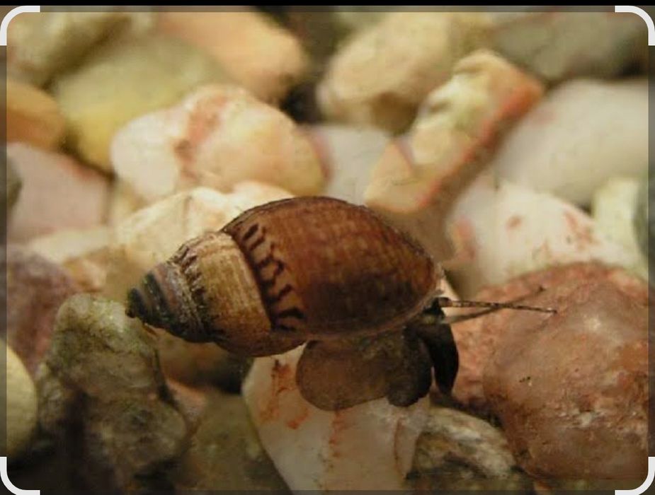 Отдам улиток аквариумных