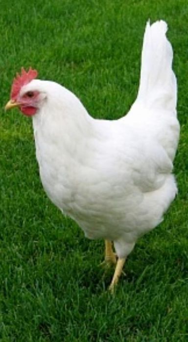 Продаются куры несушки