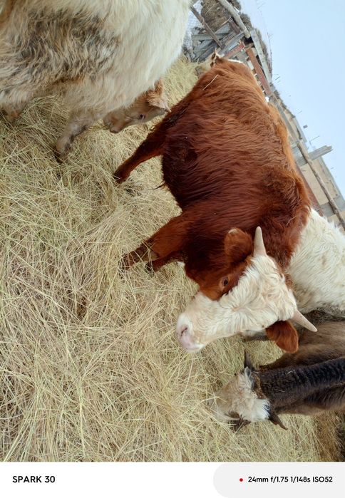 13 баспақ бұқа сатам