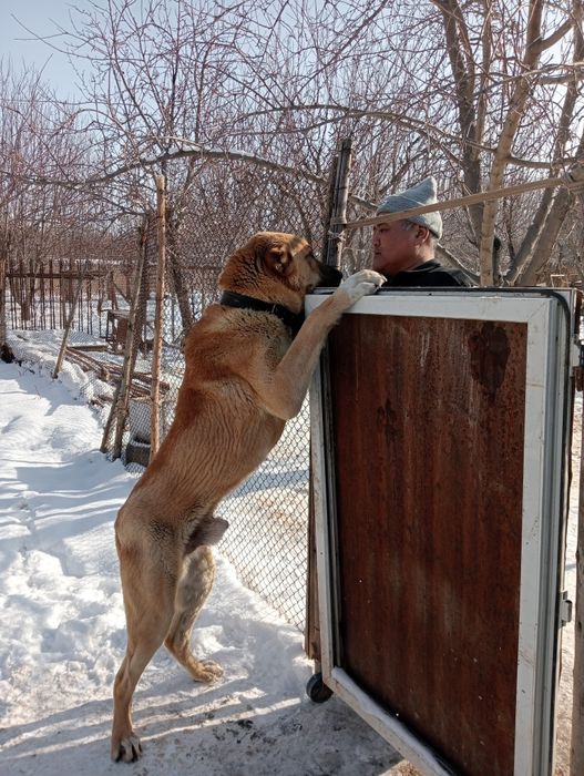 Продам    алабая