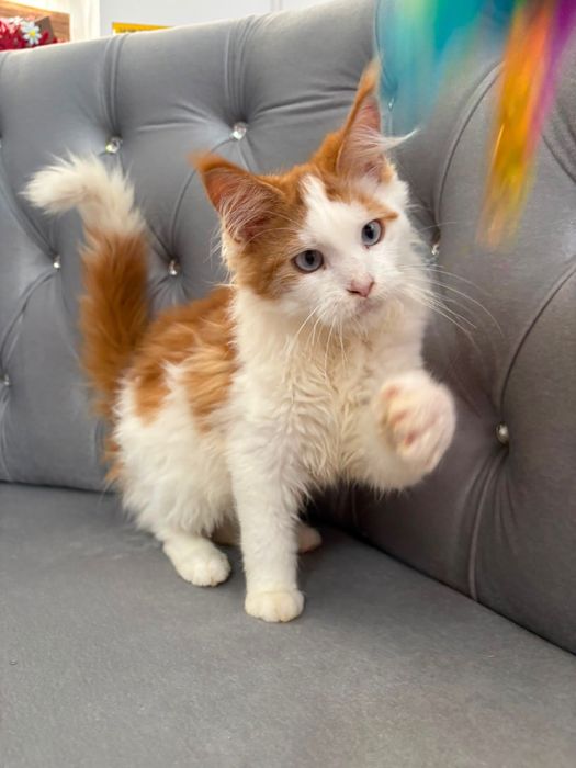 Pisicuta maine coon
