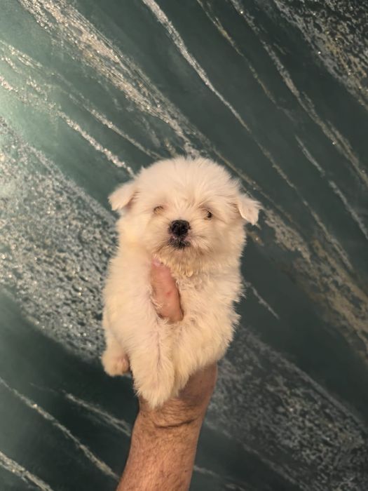 Maltez mini rasa pura bichon