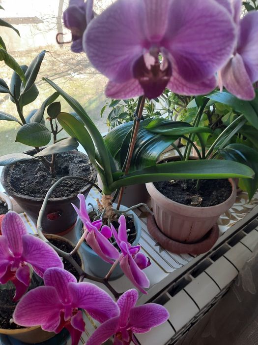 Продаю комнатные цветы