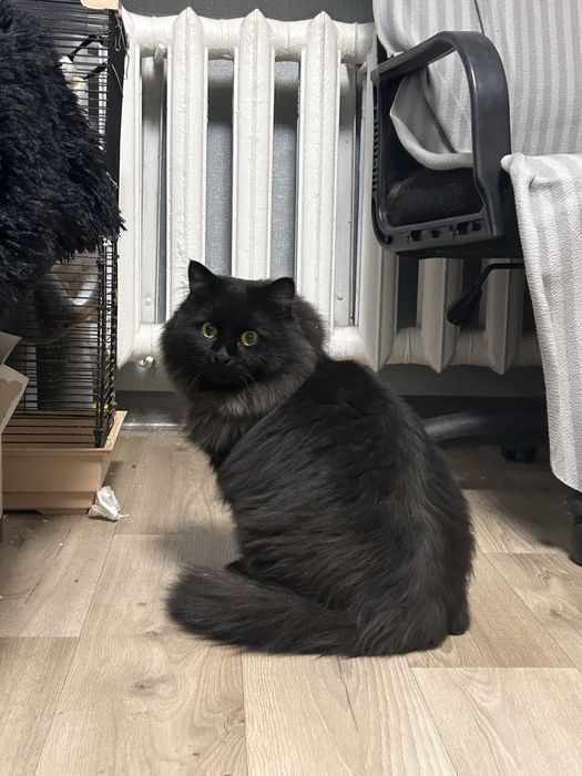 отдам даром кота