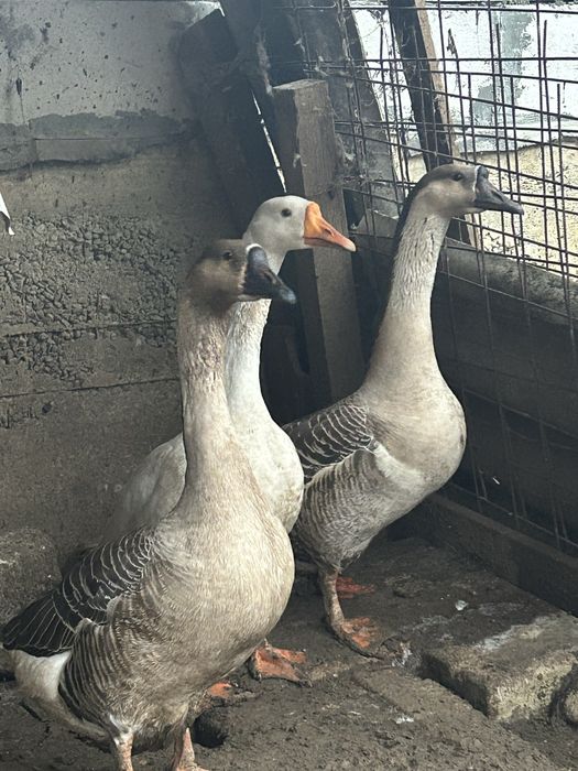 Vând  Gâște Toulouse foarte frumoase ,o gâsca si doi gâscani