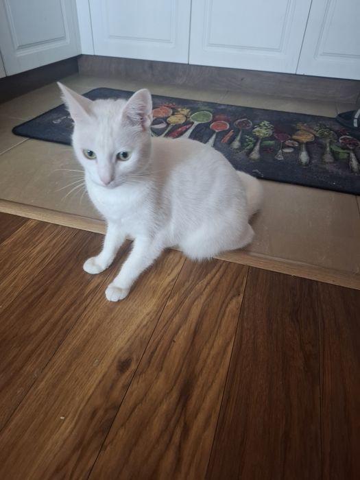 Коте подарявам Турска Ангорка