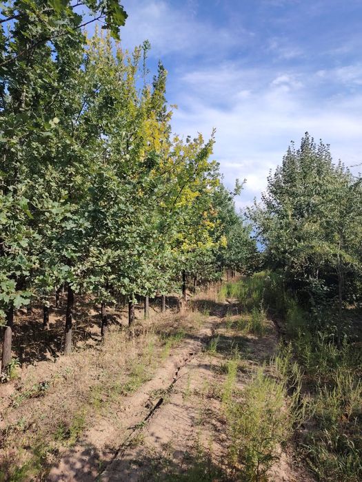 Дуб алейный  крупномер