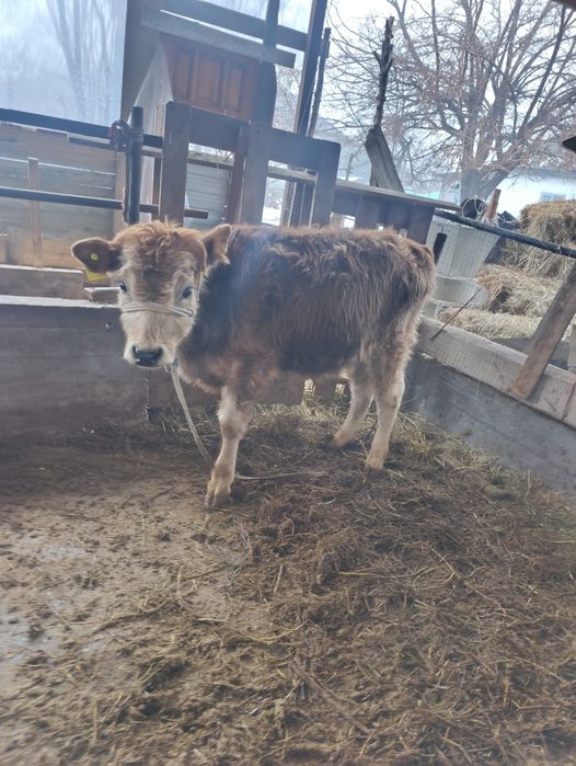 Бузаулар сатылады