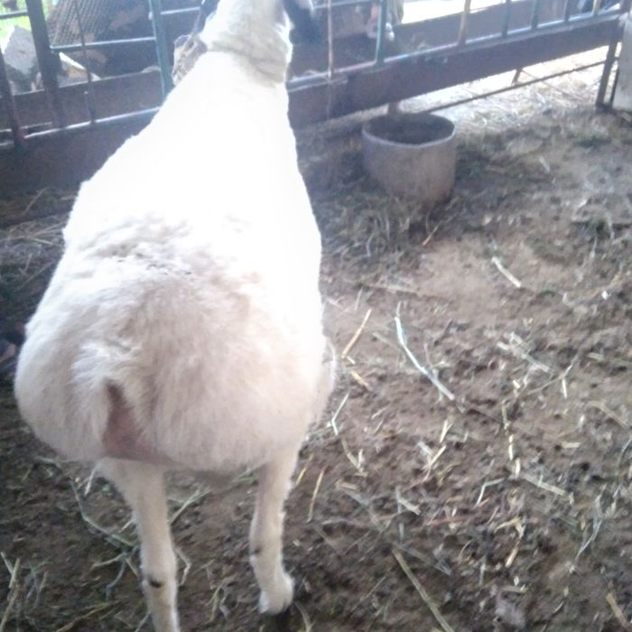 Boqilgan Qo'chqor sotilade yeb ichishe yaxshe   keleshtereb beraman fk