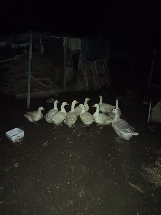 Продавам гъски лебедови