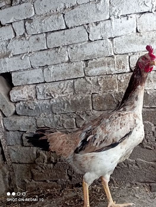 Dakan tiniqlari zotga