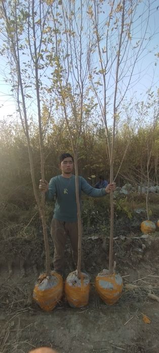 Гужум, Сада қайрағоч, Ясин