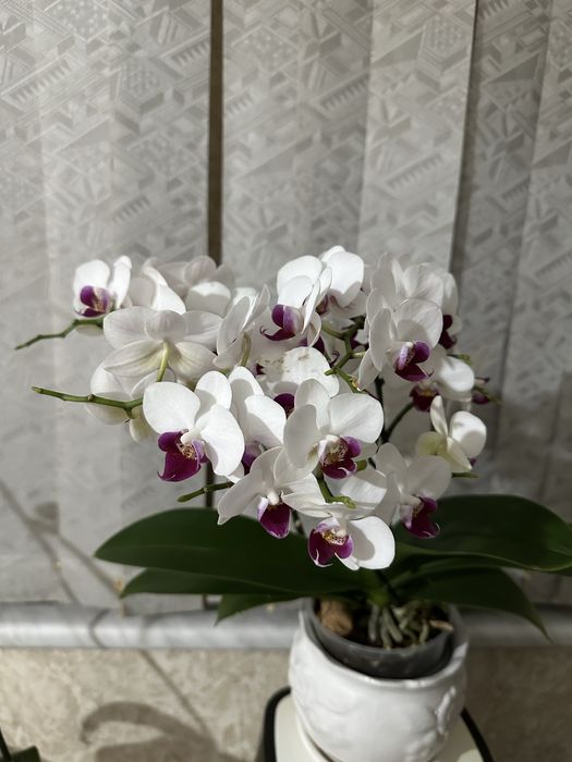 Продается архидея