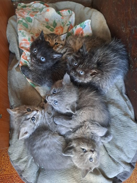 Отдам котят(полукровки) 1,5 мес