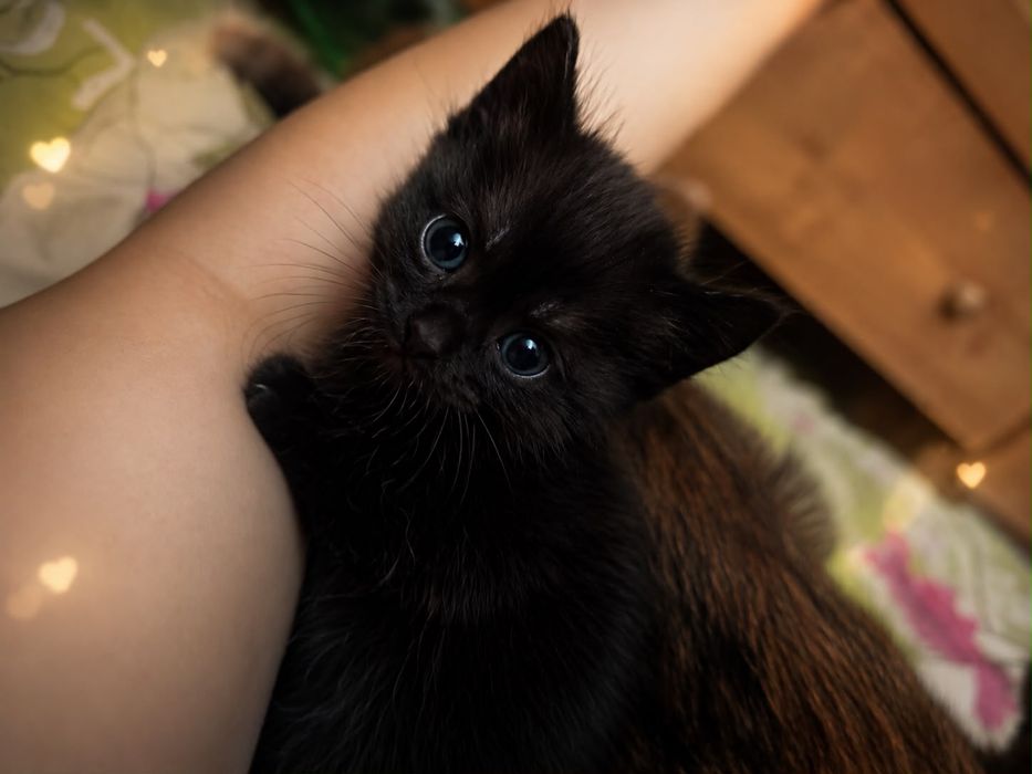 Котенок. 1,5месяц, девочка