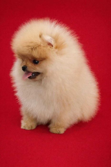 Миниатюрен женски померан