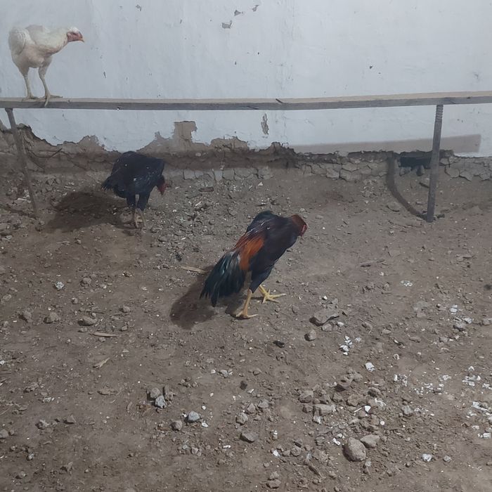 Майски джужа Корейц  хинт