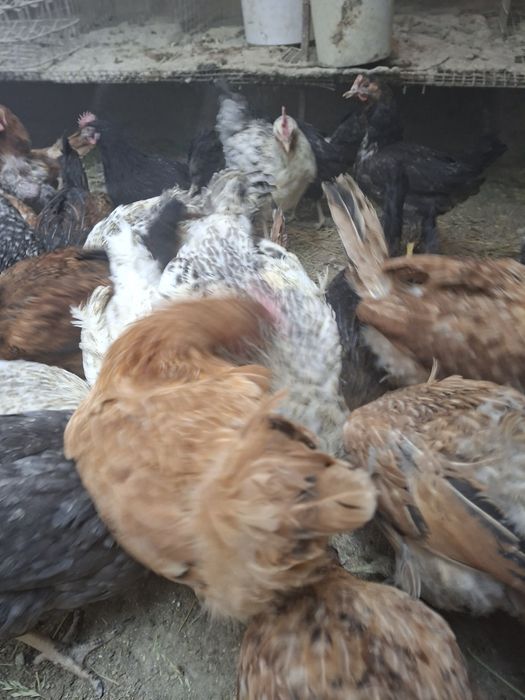 Продам молодых кур несушек!!!