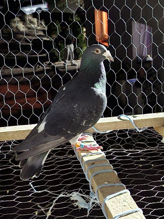 Porumbei voiajori