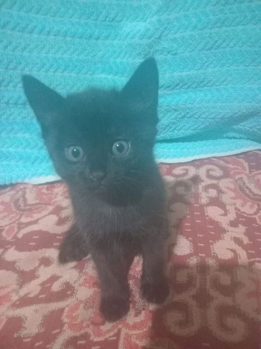 Котята.в хорошие руки