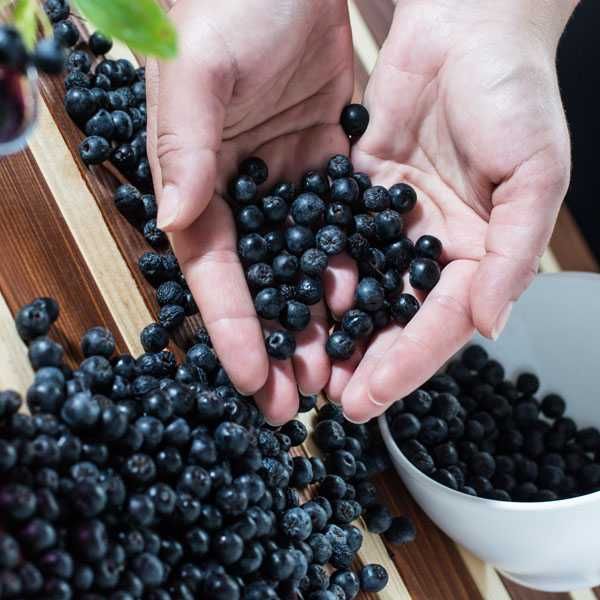Descopera gustul natural și beneficiile sucului de Aronia la punga 3L