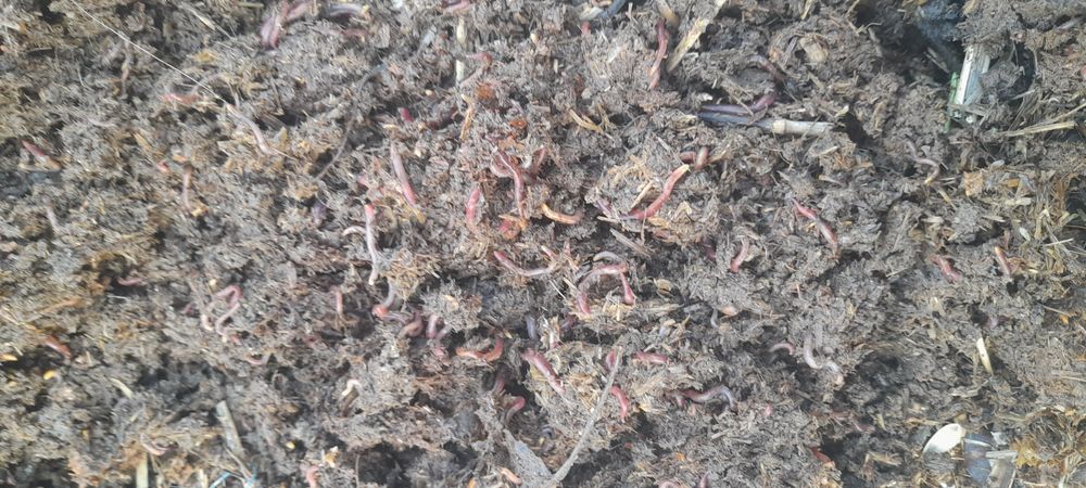 Kaliforni chuvalchang