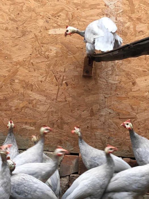 Bibilici Albe sau Albastre – sănătoase și bine crescute