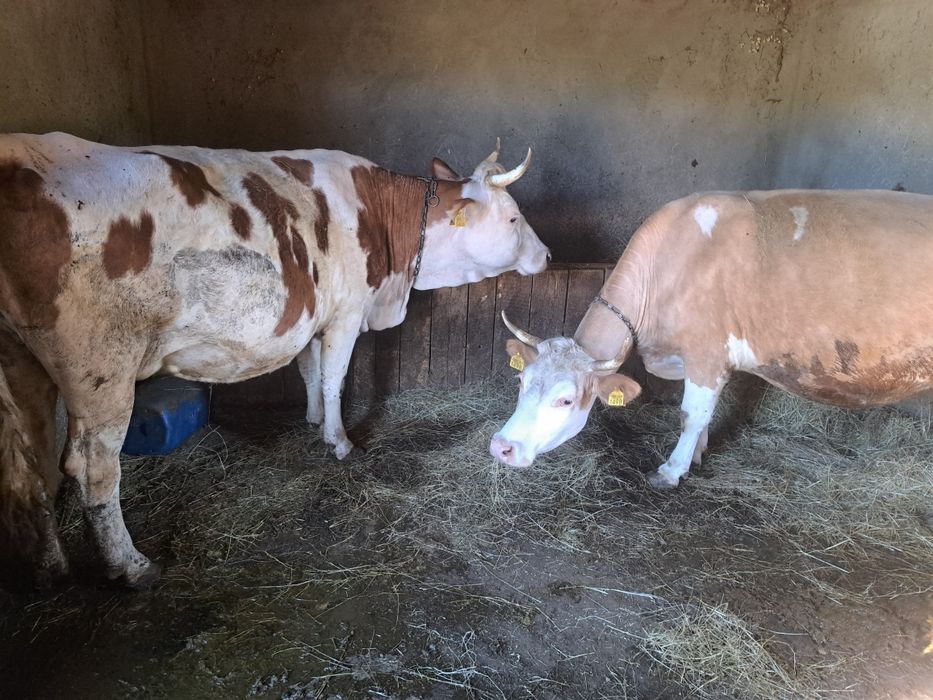 De vânzare doua vaci ,tinere, detalii la 0754652785