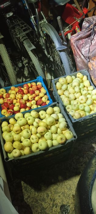 Яблоки дачные лимонка ароматные