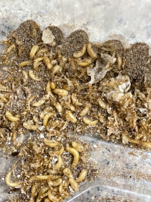 Личинки для муравьев