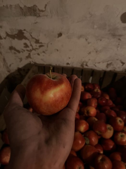 Продам яблоки американка