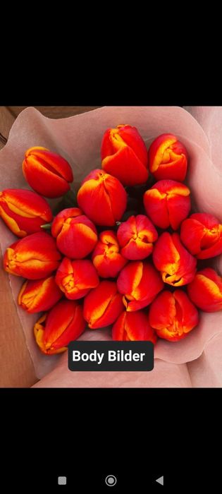 Тюльпаны опт и розница по выгодной цена